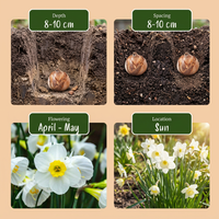 80x Narcissus White Petticoat - Witte petticoatnarcis - Wit - Voorjaarsbloeier - Bolmaat 6/8