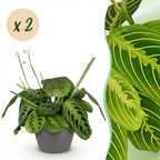 Green boutiQ - Zimmerpflanze - Maranta Fascinator Lemon Lime - Gebetspflanze - Haustierfreundliche Pflanze - Grün - 2 Pflanzen - mit Topf Grau - Topf 12cm - Höhe 25cm