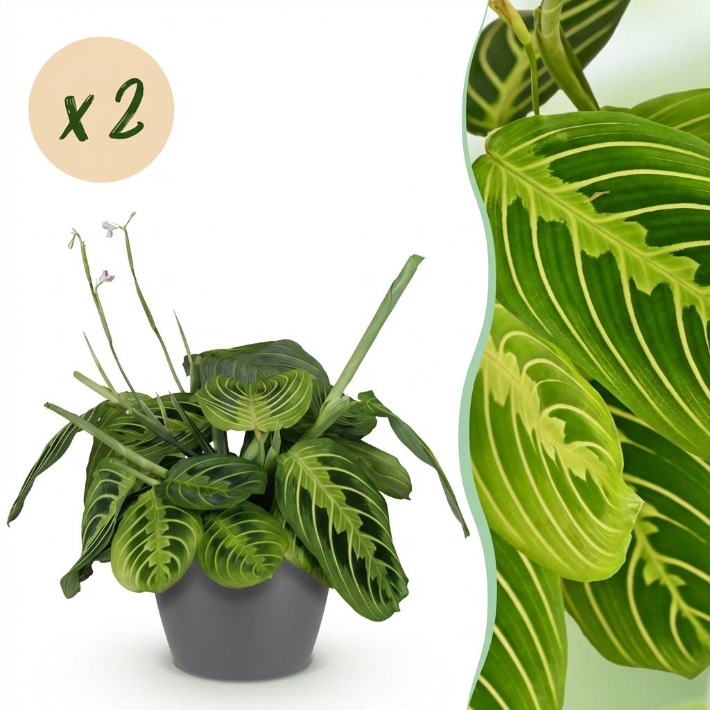 Green boutiQ - Zimmerpflanze - Maranta Fascinator Lemon Lime - Gebetspflanze - Haustierfreundliche Pflanze - Grün - 2 Pflanzen - mit Topf Grau - Topf 12cm - Höhe 25cm
