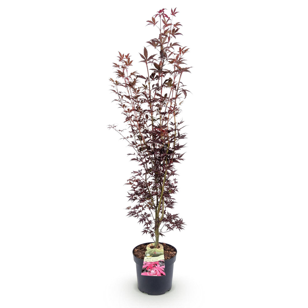 Green boutiQ - Gartenpflanze - Acer palmatum Atropurpureum - Japanischer Ahorn - Laubabwerfend - Purpur - 1 - Topf 26cm - Höhe 90cm
