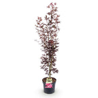Green boutiQ - Gartenpflanze - Acer palmatum Atropurpureum - Japanischer Ahorn - Laubabwerfend - Purpur - 1 - Topf 26cm - Höhe 90cm
