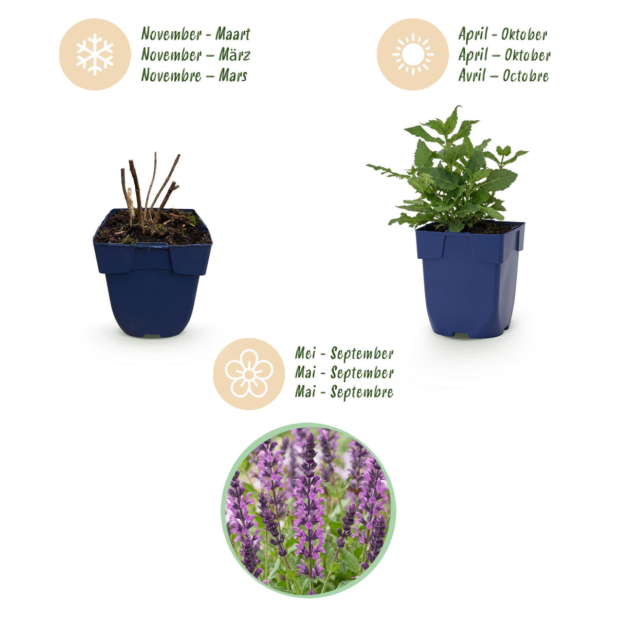 Green boutiQ - Plante vivace - Salvia nem. Sense Deep Pink - Sauge - Attire les abeilles et les papillons - Rose - 1 plante - Pot 11 cm - Hauteur 15-25 cm