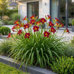 Green boutiQ - Plante vivace - Hemerocallis Autumn Red - Hémérocalle - Attire les abeilles et les papillons - Rouge - 3 plantes - Pot 11 cm - Hauteur 15-25 cm