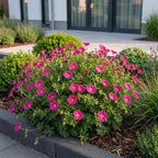 Green boutiQ - Stauden - Geranium sang. Max Frei - Storchschnabel - Bodendeckend - Rosa - 3 Pflanzen - Topf 11cm - Höhe 15-25cm