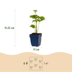 Green boutiQ - Plante vivace - Anemone hybr. Kön. Charlotte - Anémone du Japon - Ombre - Rose - 1 plante - Pot 11cm - Hauteur 15-25cm