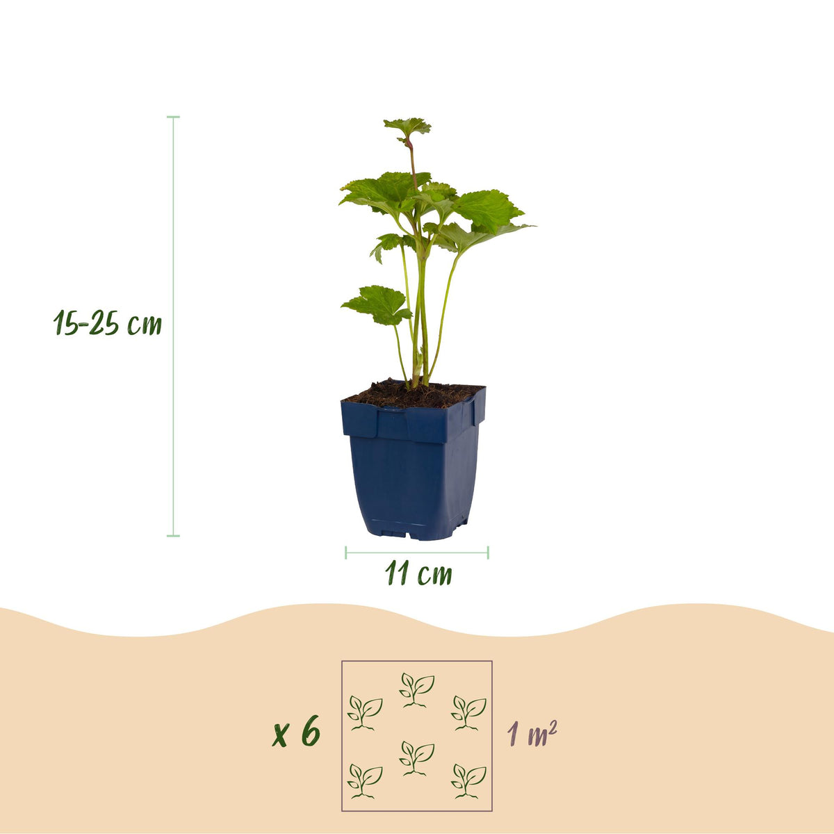 Green boutiQ - Plante vivace - Anemone hybr. Kön. Charlotte - Anémone du Japon - Ombre - Rose - 1 plante - Pot 11cm - Hauteur 15-25cm