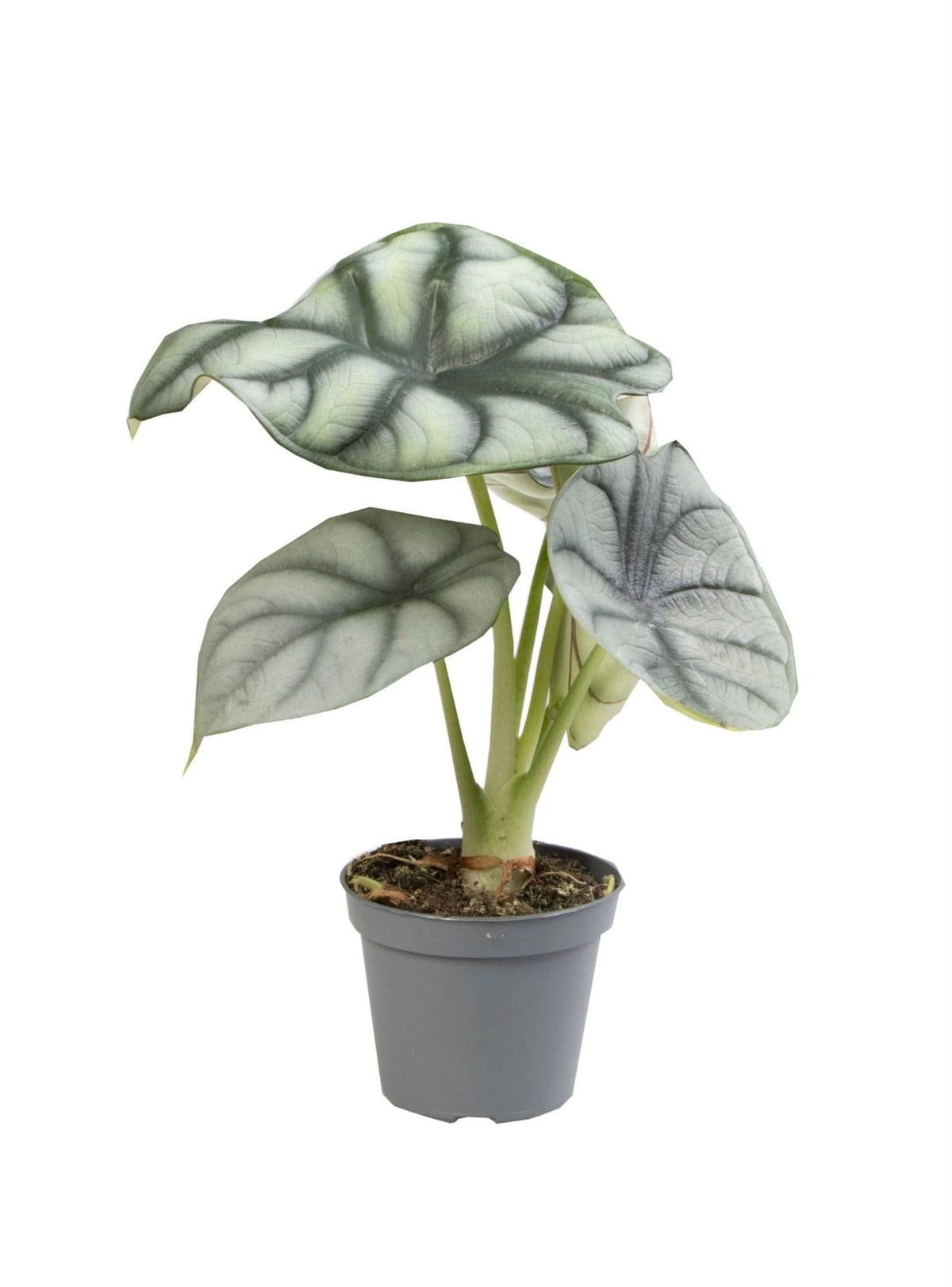 Alocasia Silver Dragon - Silver Dragon Elephant Ear - Grey - Tropical - Ø6cm - ↕12cm