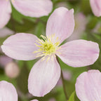 Green boutiQ - Plante grimpante - Clematis montana Rubens - Fleur rose - Floraison précoce - Peu d'entretien - 2 plantes - Pot 11cm Hauteur 40cm