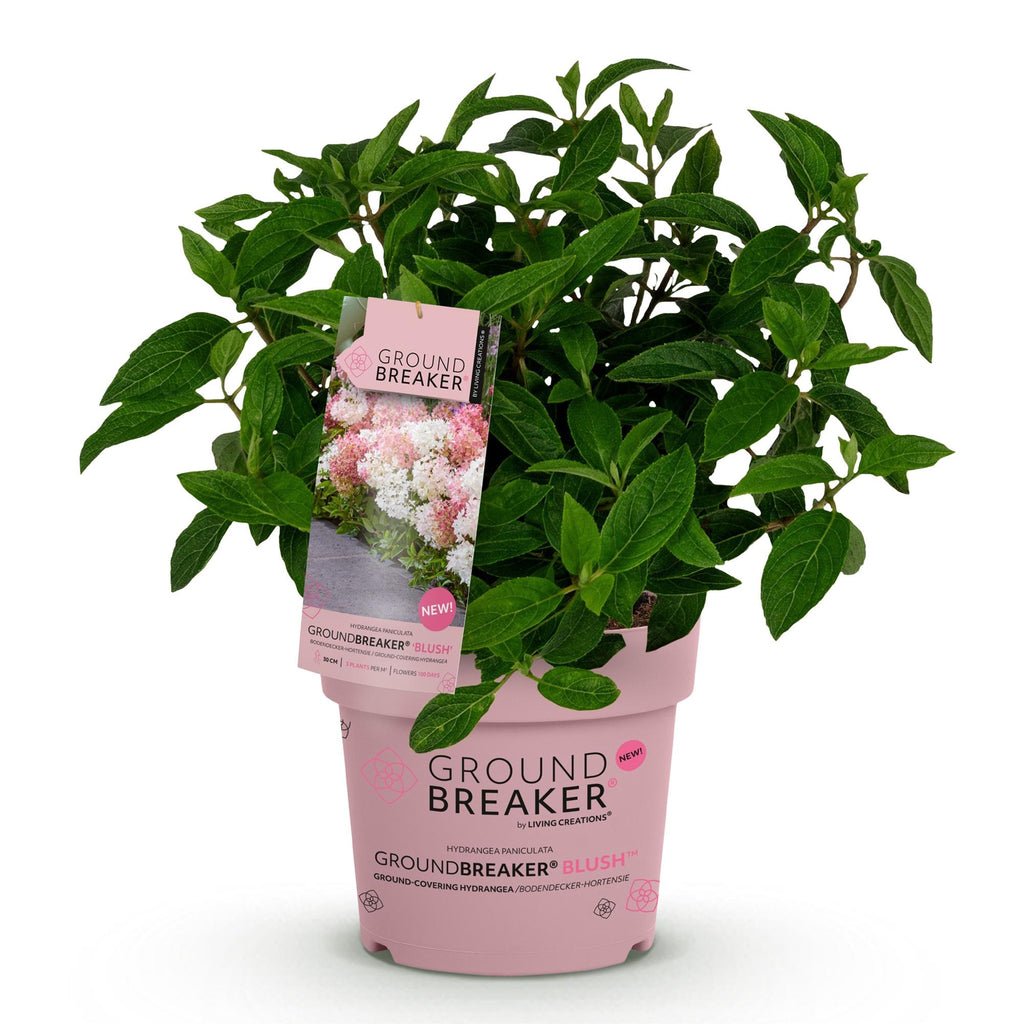 Green boutiQ - Tuinplant - Hydrangea panniculata Groundbreaker Blush - Pluimhortensia - Winterhard - Roze - 1 Plant - Pot 14cm - Hoogte 20-25cm