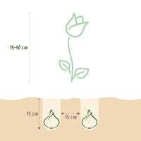 Green boutiQ - Bloembollen - Bulbs From Holland - Diversen Kleuren - 125 stuks - Gift Verpakking