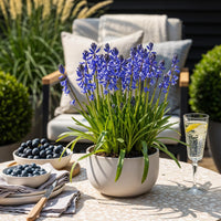 Green boutiQ - Bloembollen - Hyacinthoides non Scripta - Kleur Blauw - 20 stuks - Bolmaat 7/8 - XXL Pack