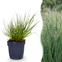 Green boutiQ - Grasses - Panicum virg. Northwind - Prairie Grain - With Plume - Green - 1 Plant - Pot 11cm - Height 15-25cm