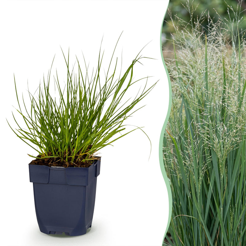 Green boutiQ - Grasses - Panicum virg. Northwind - Prairie Grain - With Plume - Green - 1 Plant - Pot 11cm - Height 15-25cm