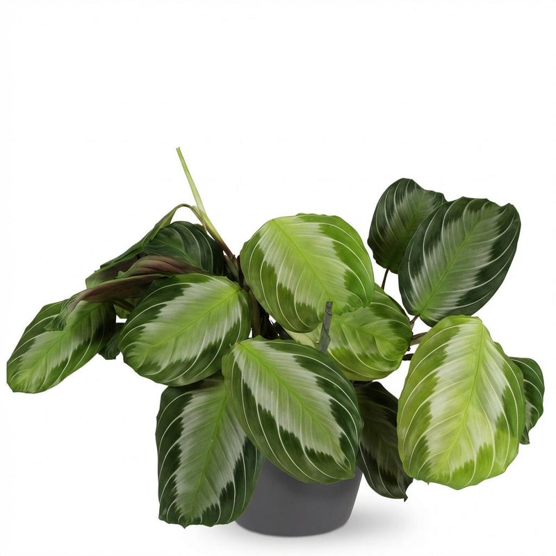 Green boutiQ - Kamerplant - Maranta Fascinator Silverband - Gebedsplant - Huisdiervriendelijke Plant - Groen - 1 Plant - met Potter Grijs - Pot 12cm - Hoogte 25cm