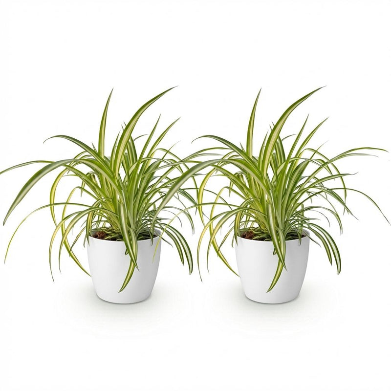Green boutiQ - Kamerplant - Chlorophytum comosum Variegatum - Bonte Graslelie - Huisdiervriendelijke Plant - Groen - 2 Planten - met Potter Wit - Pot 12cm - Hoogte 20cm