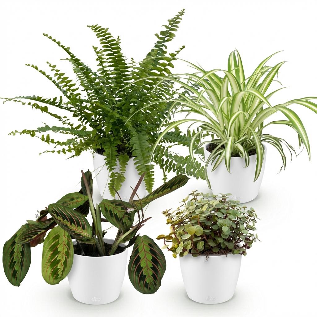Green boutiQ - Zimmerpflanze - Grünlilie - Marante - Schönpolster - Schwertfarn - 4er-Set - Haustierfreundliche Pflanzen - Grün - 4 Pflanzen - mit weißem Übertopf - Topf 12cm - Höhe 25cm