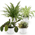 Green boutiQ - Zimmerpflanze - Grünlilie - Marante - Schönpolster - Schwertfarn - 4er-Set - Haustierfreundliche Pflanzen - Grün - 4 Pflanzen - mit weißem Übertopf - Topf 12cm - Höhe 25cm