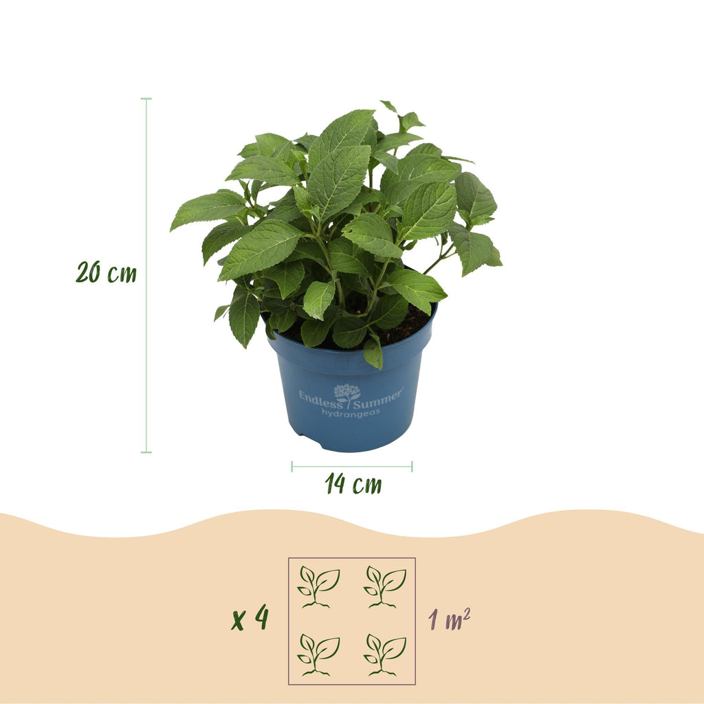 Green boutiQ - Gartenpflanze - Hydrangea Endless Summer Summer Love Purple - Hortensie - Winterhart - Violett - 2 Pflanzen - Topf 14cm - Höhe 20-25cm