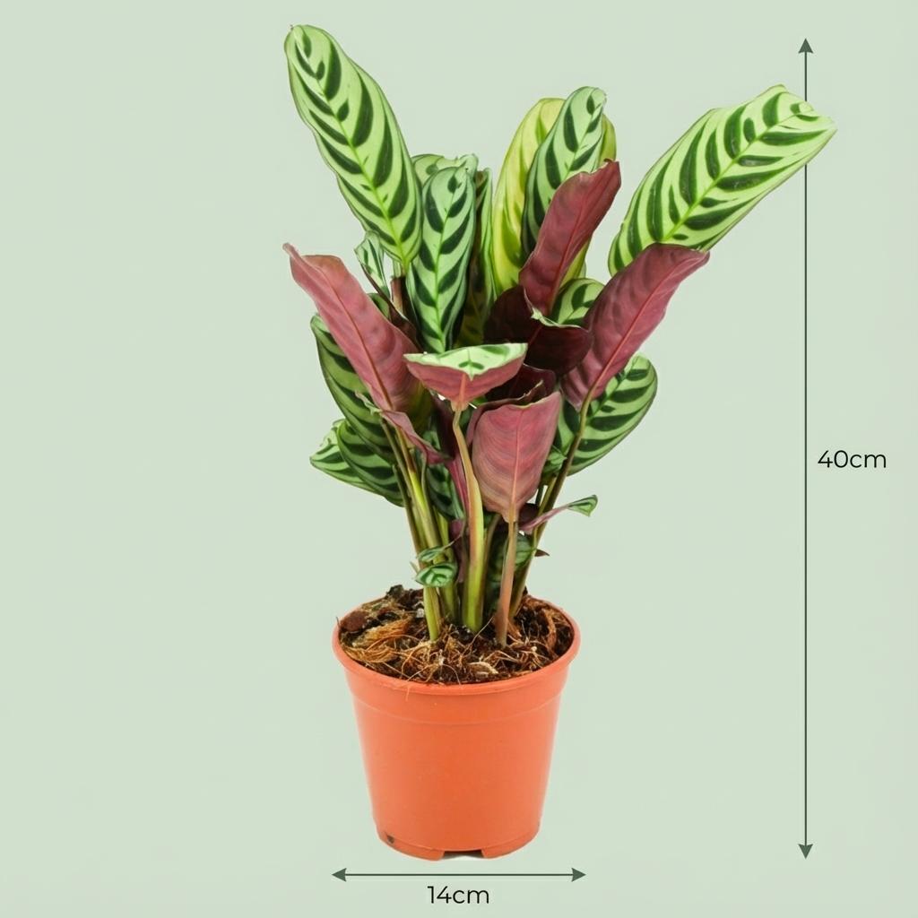 Ctenanthe Burle-Marxii – Ø 14 cm – Höhe: 35 – 40 cm
