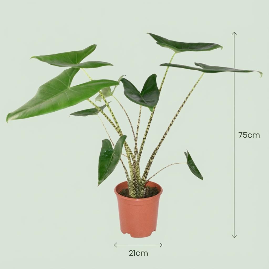 Green boutiQ - Plante d'intérieur - Oreille d'éléphant Zebrina - Alocasia Zebrina - Verte - Peu d'entretien - 1 Plante - avec panier - Pot 21 cm - Hauteur 70 - 75cm