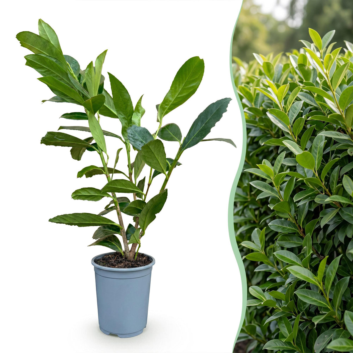 Green boutiQ - 24x Prunus laur. Caucasica - Laurierkers - Haagplanten - Groenblijvend - Groen - Pot 9cm - Hoogte 25-35cm