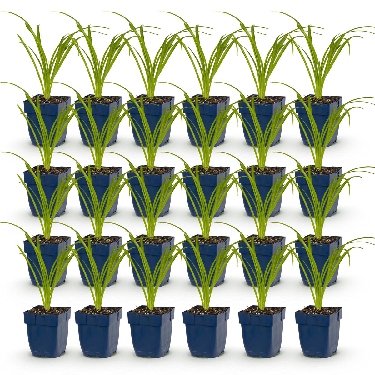 Green boutiQ - Stauden - Hemerocallis Arctic Snow - Taglilie - Bienen- und Schmetterlingsmagnet - Creme - 24 Pflanzen - Topf 11cm - Höhe 15-25cm