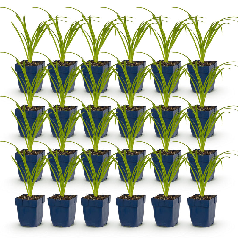 Green boutiQ - Vasteplant - Hemerocallis Arctic Snow - Daglelie - Bijen en Vlinderlokkers - Creme - 24 Planten - Pot 11cm - Hoogte 15-25cm