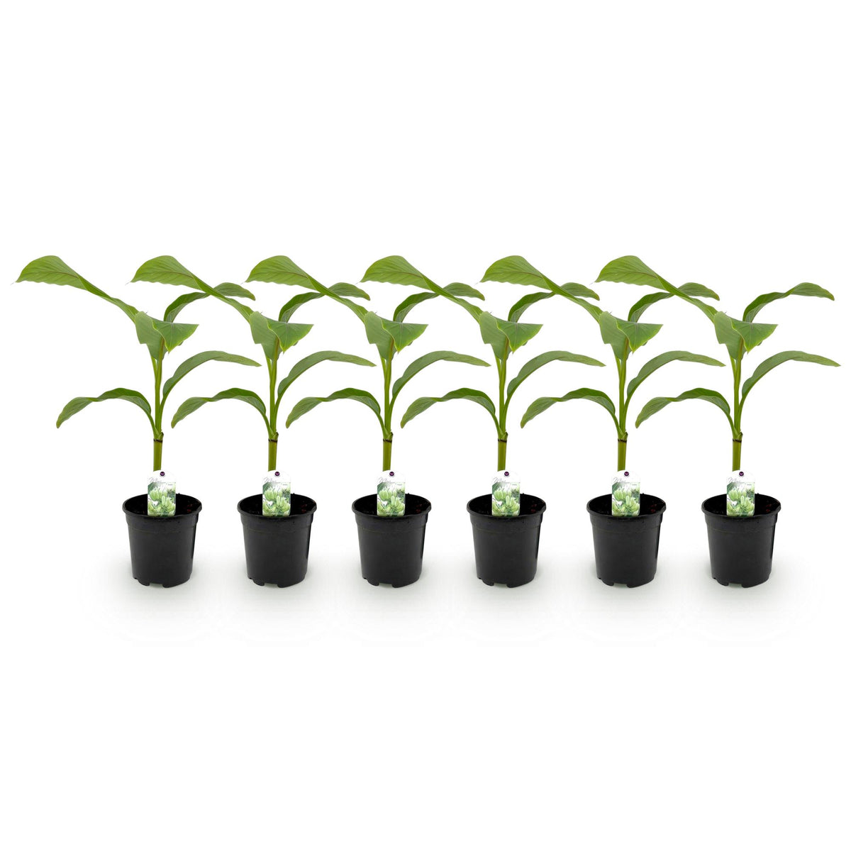 Green boutiQ - Plant fruitier - Bananier - Musa Basjoo - Rustique - 6 plantes - Pot 17 cm Hauteur 40 cm