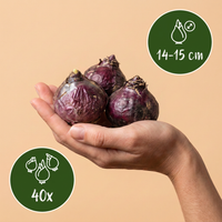 40x Hyacinthus mix - Hyacint mix - Diversen - Voorjaarsbloeier - Bolmaat 14/15