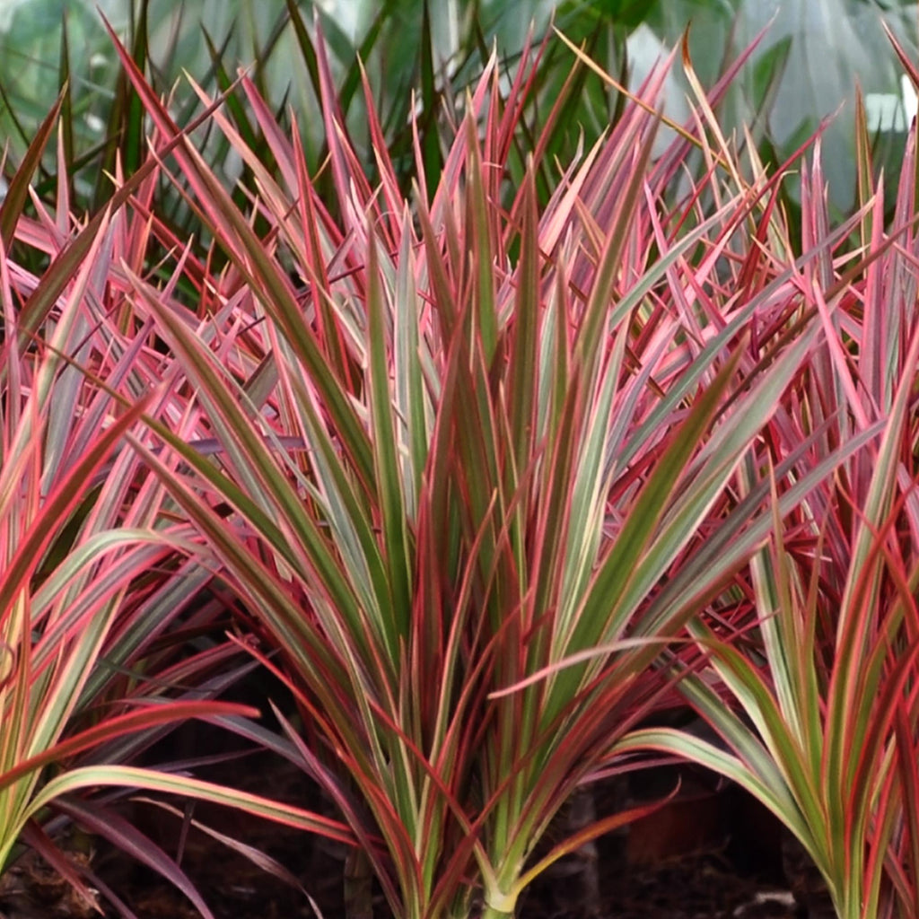 Green BoutiQ - Green is... Plantes d'intérieur - Dracaena Magenta - Dragonnier - Peu d'entretien - Vert - 1 plante - Pot 21cm - Hauteur 90-100cm
