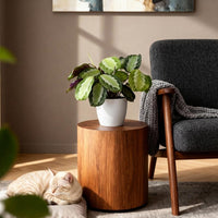 Green boutiQ - Kamerplant - Maranta Fascinator Silverband - Gebedsplant - Huisdiervriendelijke Plant - Groen - 1 Plant - met Potter Wit - Pot 12cm - Hoogte 25cm