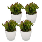 4x Crassula Ovata - Jade plant - Green - Succulent/cactus - incl. witte pot - Ø12cm