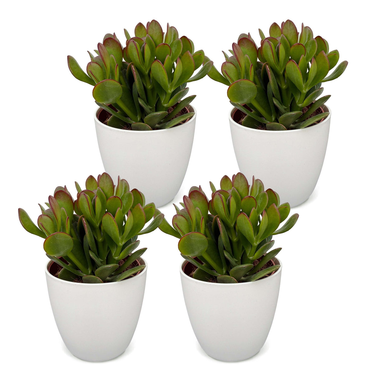 4x Crassula Ovata - Jade plant - Green - Succulent/cactus - incl. witte pot - Ø12cm