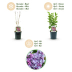 Green boutiQ - Plante de jardin - Syringa vulgaris Michel Buchner - Lilas commun - Rustique - Rose - 1 plante - Pot 17cm - Hauteur 45cm