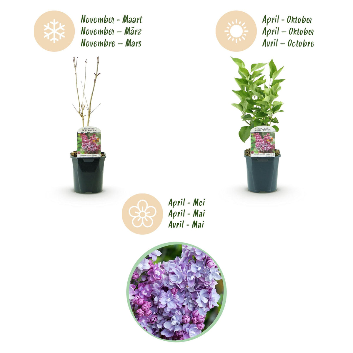 Green boutiQ - Plante de jardin - Syringa vulgaris Michel Buchner - Lilas commun - Rustique - Rose - 1 plante - Pot 17cm - Hauteur 45cm