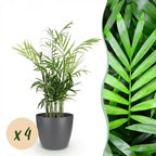 Green boutiQ - Zimmerpflanze - Chamaedorea elegans - Bergpalme - Haustierfreundliche Pflanze - Grün - 4 Pflanzen - mit Topf Grau - Topf 12cm - Höhe 15cm