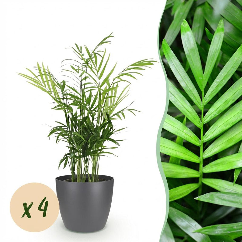 Green boutiQ - Kamerplant - Chamaedorea elegans - Goudpalm - Huisdiervriendelijke Plant - Groen - 4 Planten - met Potter Grijs - Pot 12cm - Hoogte 15cm