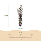 Green boutiQ - Plante de jardin - Acer palmatum Skeeters Broom - Érable du Japon - Caduc - Rouge - 1 - Pot 26cm - Hauteur 90cm