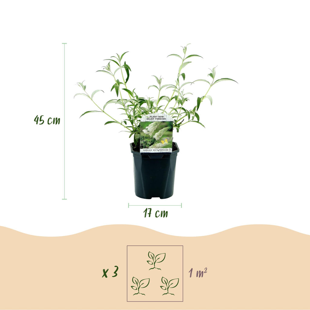 Green boutiQ - Gartenpflanze - Buddleja davidii White Profusion - Schmetterlingsflieder - Winterhart - Weiß - 1 Pflanze - Topf 17cm - Höhe 45cm