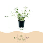 Green boutiQ - Gartenpflanze - Buddleja davidii White Profusion - Schmetterlingsflieder - Winterhart - Weiß - 1 Pflanze - Topf 17cm - Höhe 45cm