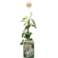 6x Fallopia aubertii - Silver lace vine - White - Climber - Ø9cm - ↕35cm