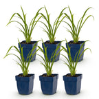 Green boutiQ - Stauden - Hemerocallis Mauna Loa - Taglilie - Bienen- und Schmetterlingsmagnet - Orange - 6 Pflanzen - Topf 11cm - Höhe 15-25cm