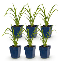 Green boutiQ - Vasteplant - Hemerocallis Mauna Loa - Daglelie - Bijen en Vlinderlokkers - Oranje - 6 Planten - Pot 11cm - Hoogte 15-25cm