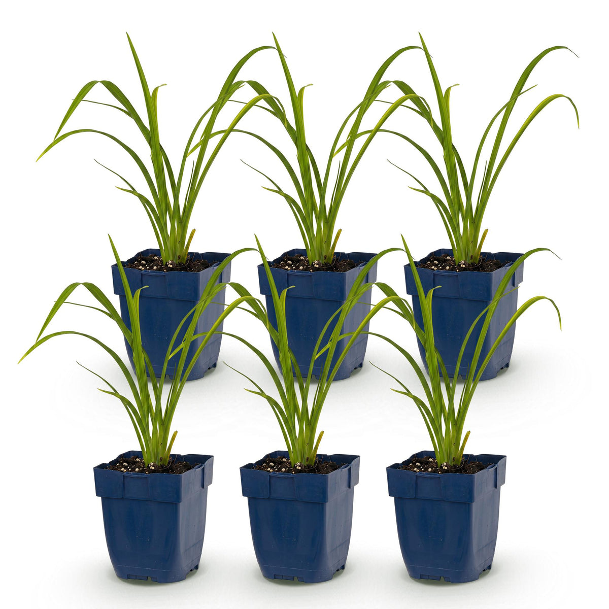 Green boutiQ - Stauden - Hemerocallis Mauna Loa - Taglilie - Bienen- und Schmetterlingsmagnet - Orange - 6 Pflanzen - Topf 11cm - Höhe 15-25cm