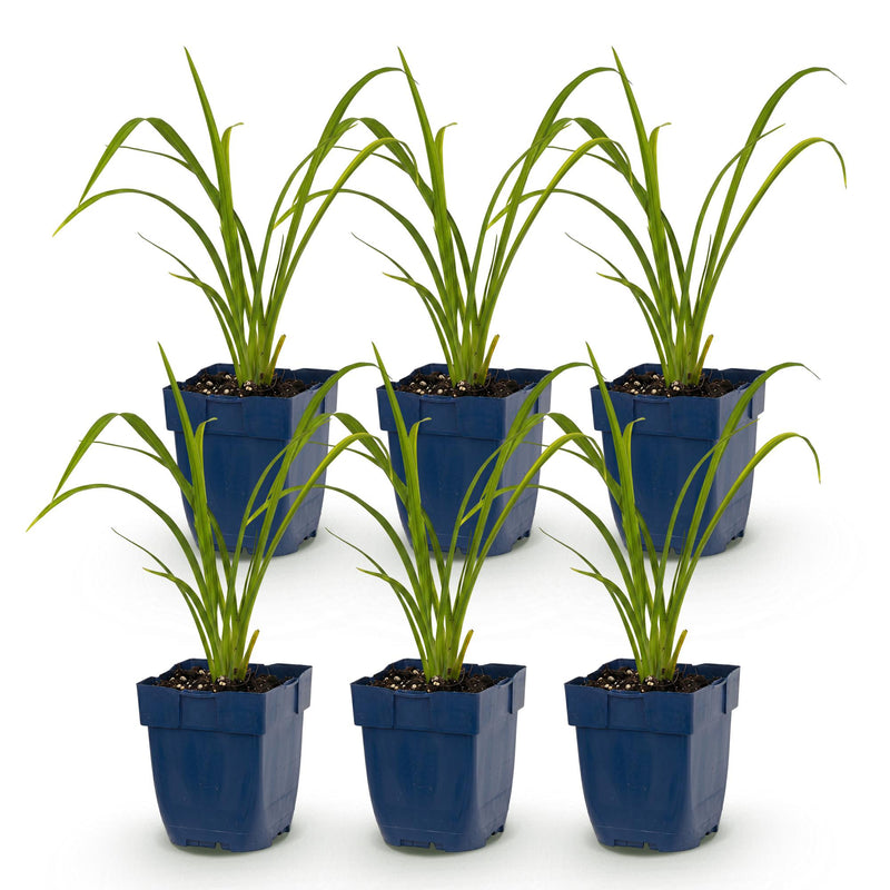 Green boutiQ - Vasteplant - Hemerocallis Mauna Loa - Daglelie - Bijen en Vlinderlokkers - Oranje - 6 Planten - Pot 11cm - Hoogte 15-25cm