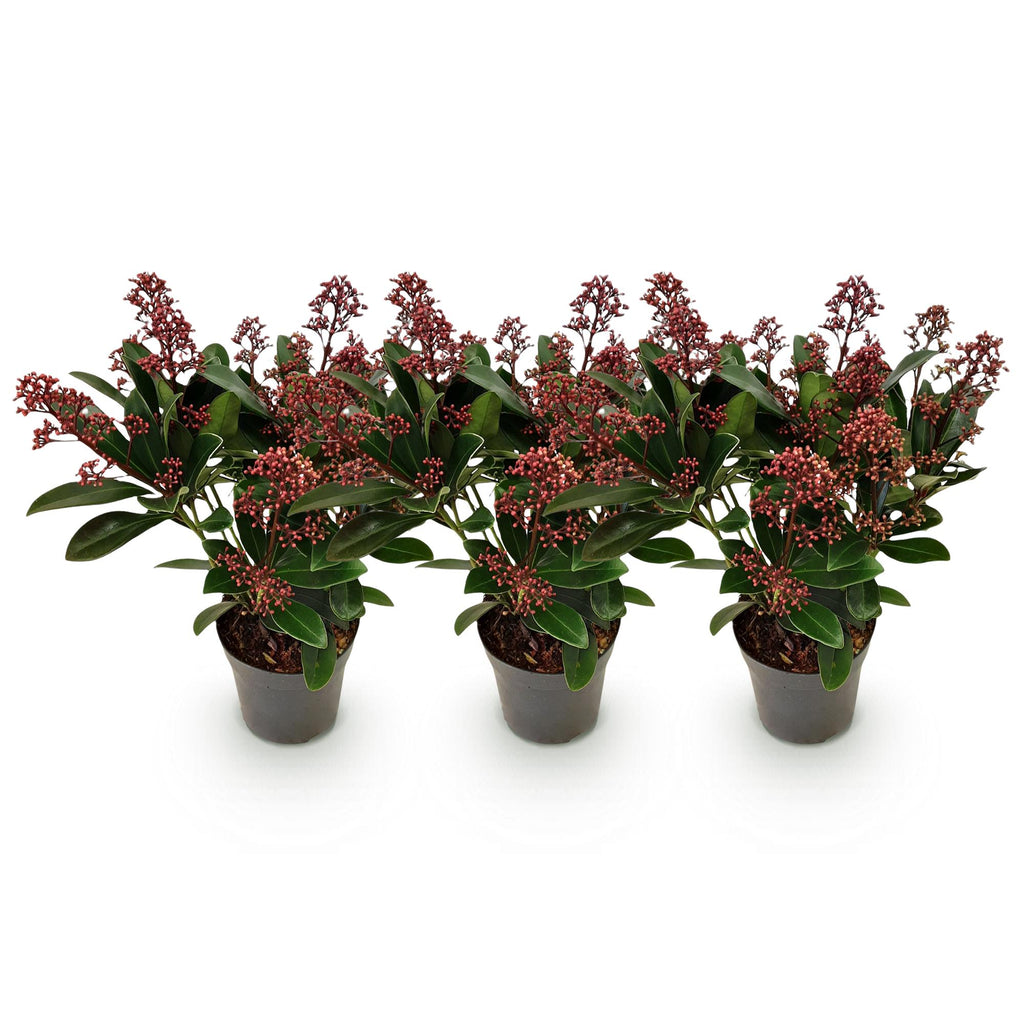 Green boutiQ - Plante de terrasse - Skimmia japonica Rubella - Fleur rouge - 10+ Fleurs - 3 Plantes - Rustique - Pot 10,5cm Hauteur 25cm