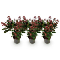 Green boutiQ - Terrasplant - Skimmia japonica Rubella - Bloem Rood - 10+ Bloemen - 3 Planten - Winterhard - Pot 10,5cm Hoogte 25cm