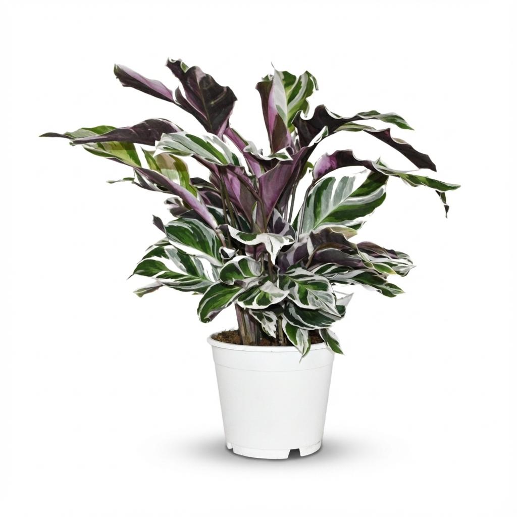 Calathea Fusion White - Ø 14 cm - Hauteur : 35 - 40 cm