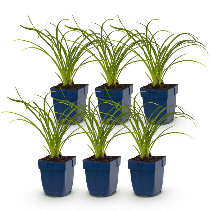 Green boutiQ - Vasteplant - Hemerocallis Stella d'Oro - Daglelie - Bijen en Vlinderlokkers - Geel - 6 Planten - Pot 11cm - Hoogte 15-25cm