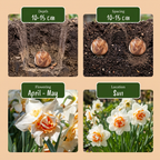 20x Narcissus Replete - Dubbele narcis Replete - Wit en Oranje - Voorjaarsbloeier - Bolmaat 10/12